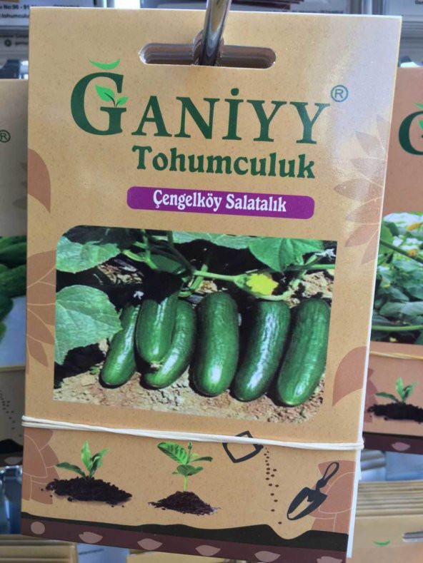 Ganiyy Çengel Köy Salatalık Tohumu Kaliteli Güvenilir - 1