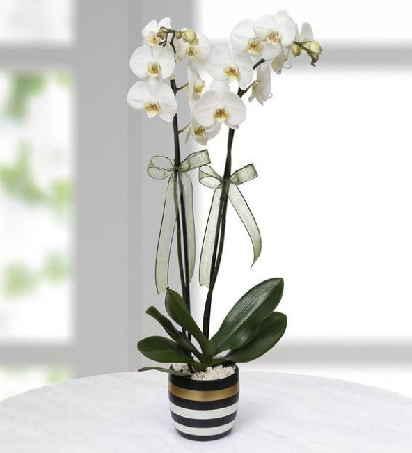 Çiçek Coşturan Özel Orkide Bitki Bakım Besini 600 ML. - 3