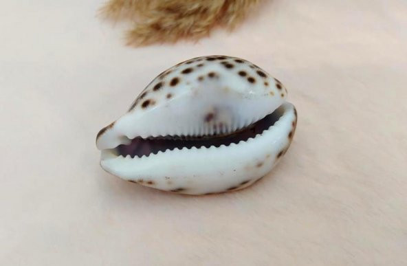 Hdmarketim Dekoratif  Doğal Deniz Kabuğu Masa Süsü Kemer Yazılı - 2