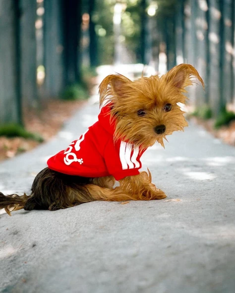 Red Adidog Kapşonlu Sweatshirt Köpek Kazağı - 3