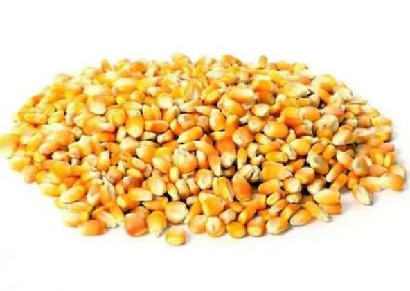 Cin Mısır 500 Gr Ücretsiz Kargo