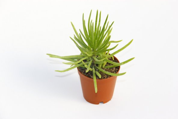 Senecio Barbertonicus Himalaya - 20 ADET SUKULENT - 2