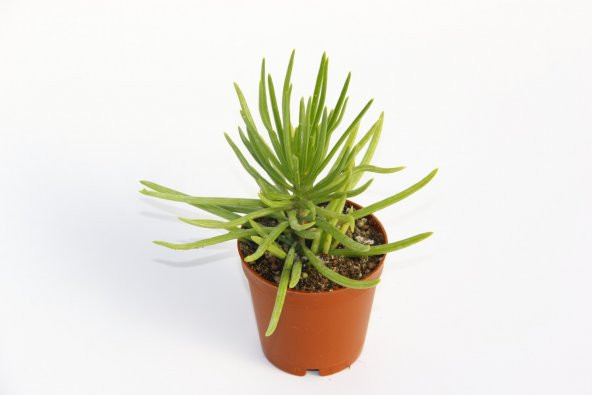 Senecio Barbertonicus Himalaya - 20 ADET SUKULENT - 3