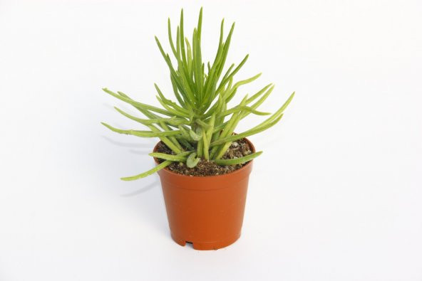 Senecio Barbertonicus Himalaya - 20 ADET SUKULENT - 5