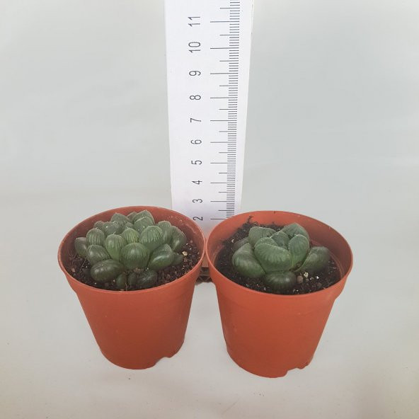 Haworthia Cooperi Sukulent Özel Çeşit (5.5 Luk Saksıda) - 5