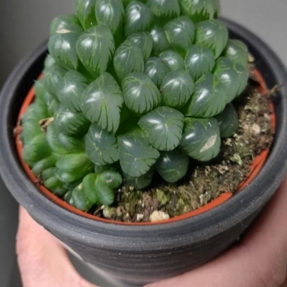 Haworthia Cooperi Sukulent Özel Çeşit (5.5 Luk Saksıda) - 3