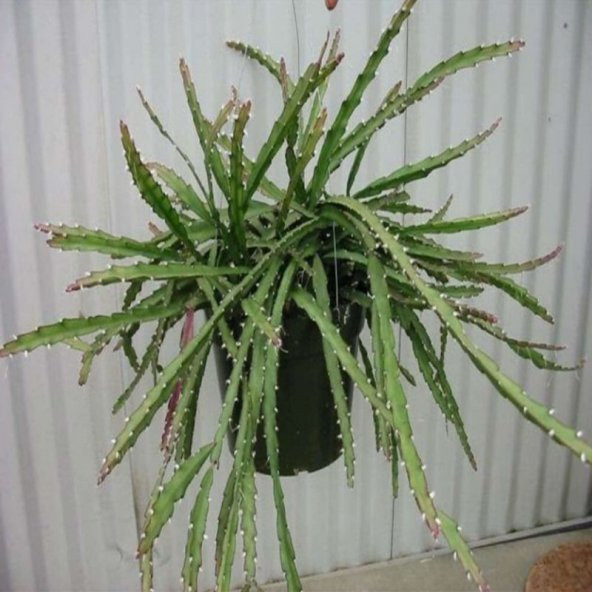 Lepismium Cruformis Red Kaktüs Sarkan Sepetler İçin - 3