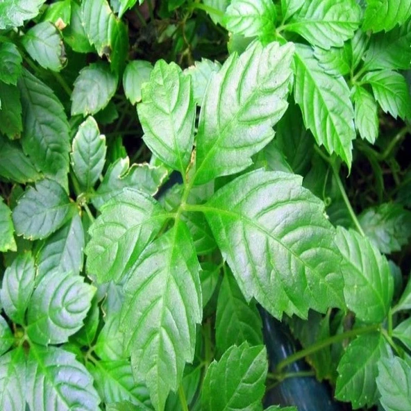 Gynostemma Pentephyllum Beş yapraklı Jiaogulan Ginseng Bitkisi Büyük Saksı