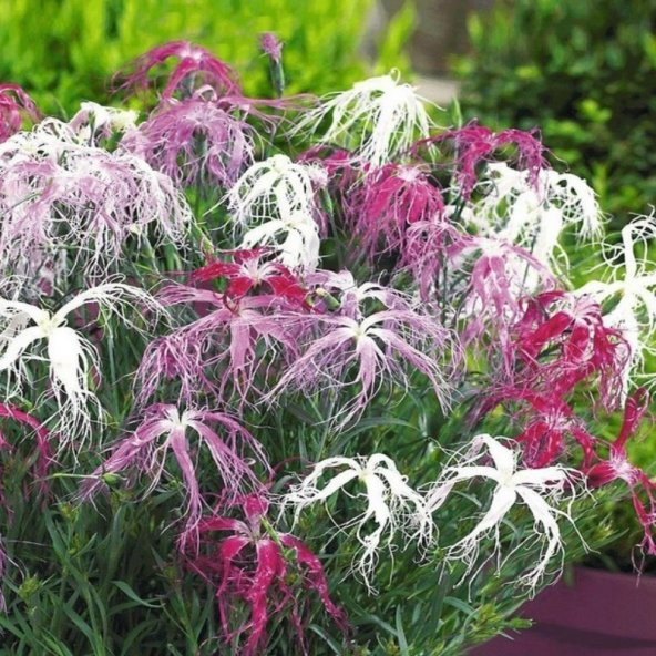 Dianthus Superbus Rose Bol Kokulu Karanfil Çiçeği Tohumu(100 adet) - 4