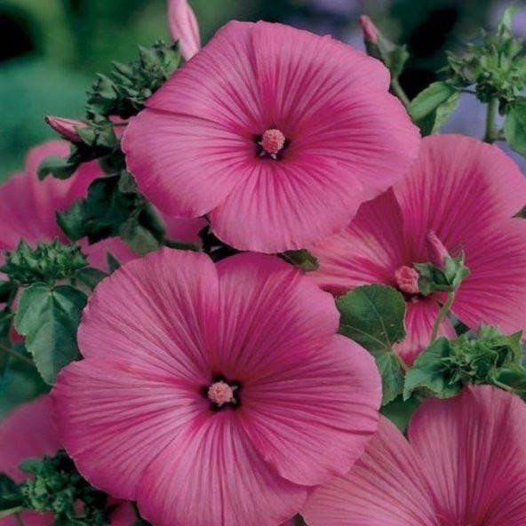 Lavatera Trimestris Regis Carmine Pamuk Çiçeği Tohumu(50 tohum)