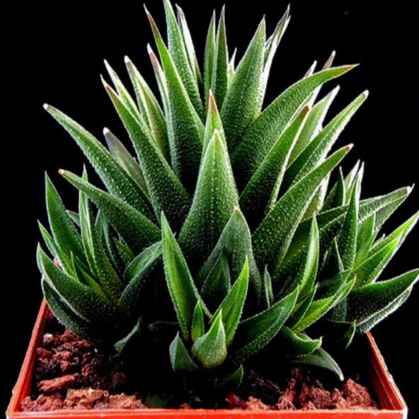 Haworthia Limifolia Sukulent - 6