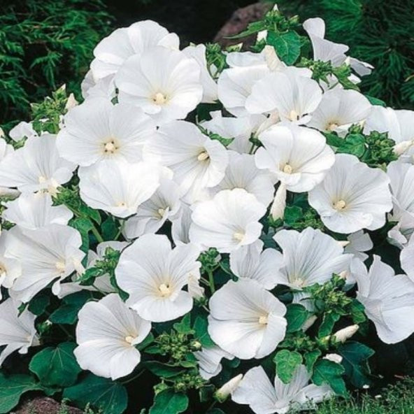 Lavatera Trimestris Regis Pure White Pamuk Çiçeği Tohumu(50 tohum) - 6