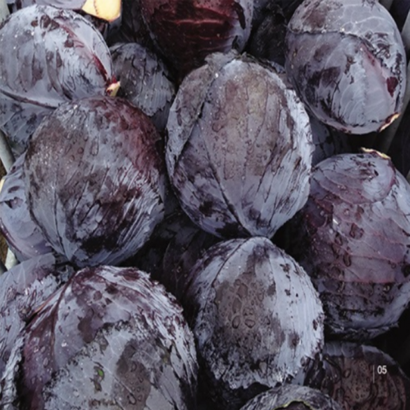 Kırmızı Lahana Fidesi (5 adet) ürün görseli 1