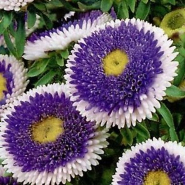 Pompon Blue with white Centre Aster Çiçeği Tohumu (50 tohum) - 1