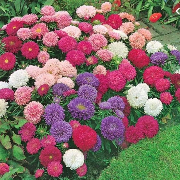 Pompon Blue with white Centre Aster Çiçeği Tohumu (50 tohum) - 7