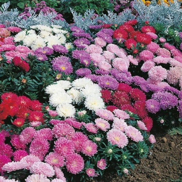Pompon Blue with white Centre Aster Çiçeği Tohumu (50 tohum) - 9