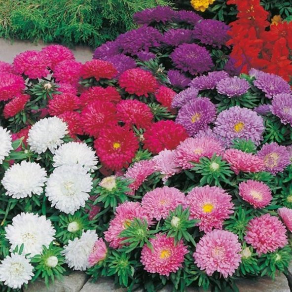Pompon Blue with white Centre Aster Çiçeği Tohumu (50 tohum) - 10