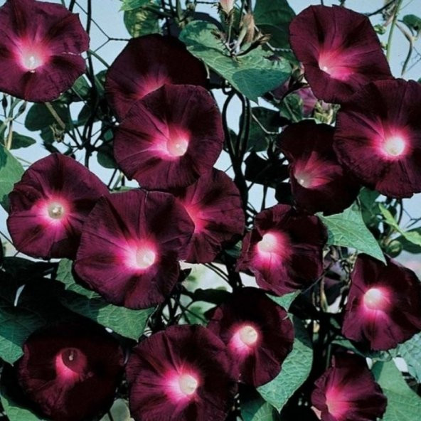 Knowlians Black Gündüz Sefası Çiçeği Tohumu(10 tohum) - 7