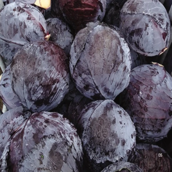 Kırmızı Lahana Fidesi (5 adet) - Resim 7