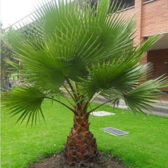Soğuklara Dayanıklı Palmiye Tohumu (100 tohum) - 3