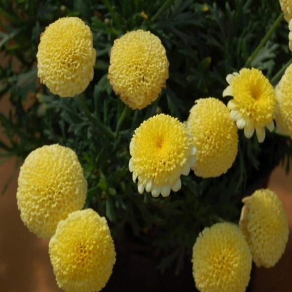 Dona Dayanıklı Pompon Yellow Aster Çiçeği Tohumu(50 tohum) - 5
