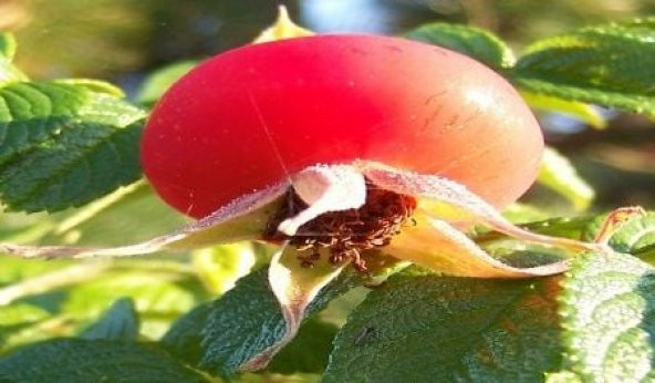 Hollanda Tipi Rosa Rugoso Kuşburnu Tohumu(20 tohum) - 7
