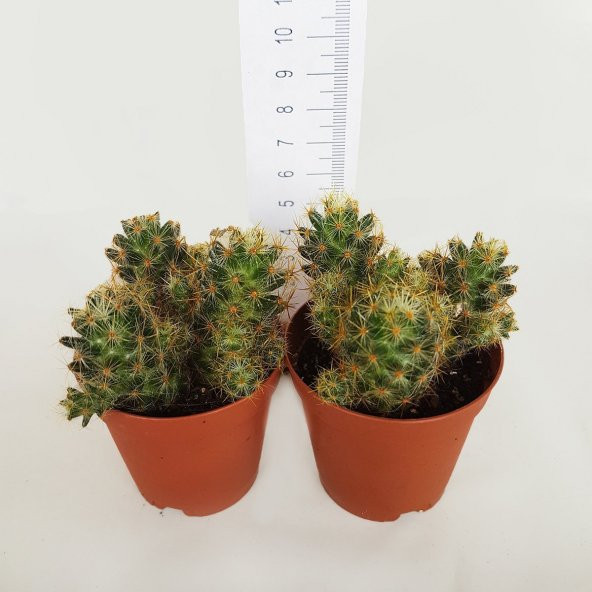 Mammillaria Prolifera Scarlet Kaktüs (5.5 Luk Saksıda) - 4