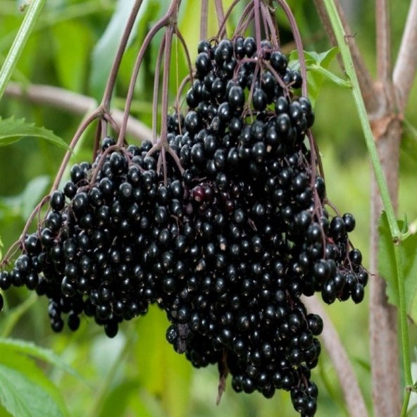 Doğal Karamürver Tohumu (4 tohum) - 3