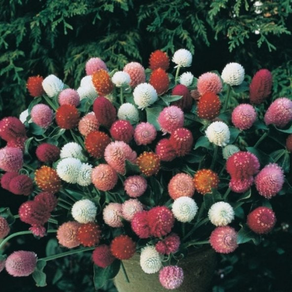 Gomphrena Globosa Mixed Medine Çiçeği Tohumu (50 tohum) - Resim 3