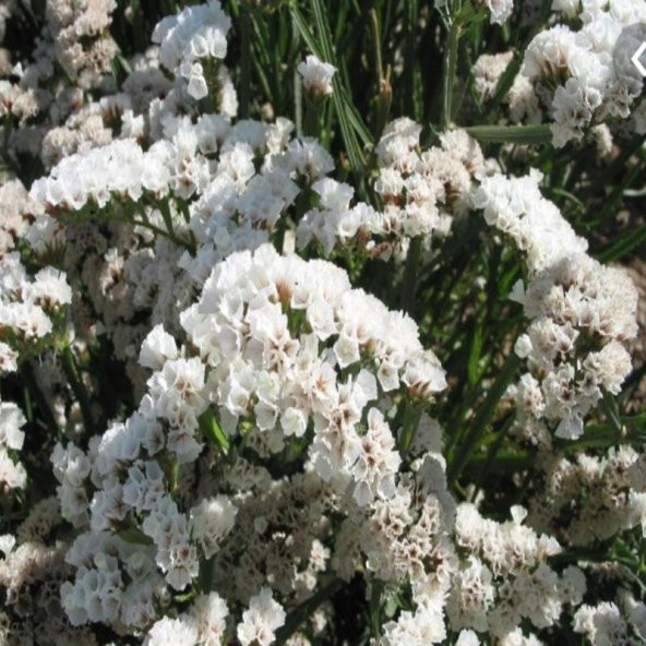 Limonium Sinuatum Pure White Deniz Lavantası Tohumu(30 tohum) - 10