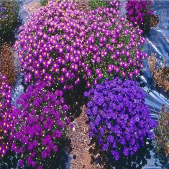 Karışık Renkli  Splendour Brachycome Çiçeği Tohumu (200 tohum) - 7