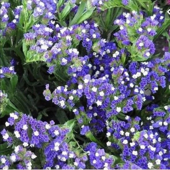 Limonium Sinuatum Blue River Deniz Lavantası Tohumu (30 tohum) - 7