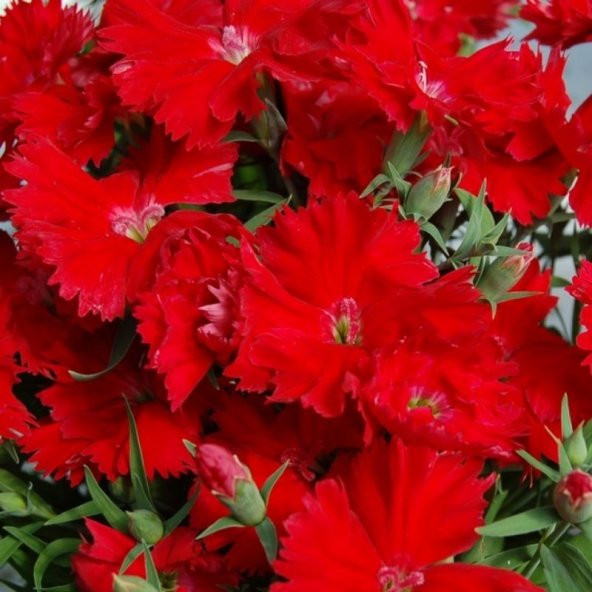 Dianthus Heddewigii Bravo Karanfil Çiçeği Tohumu (100 adet) - 2