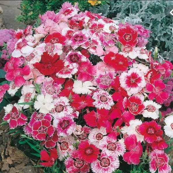 Dianthus Heddewigii Baby Doll Karanfil Çiçeği Tohumu(100 adet) - 2
