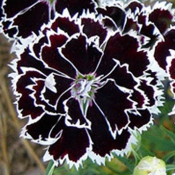 Dianthus Heddewigii Black White Karanfil Çiçeği Tohumu (100 adet) ürün görseli 1
