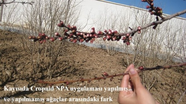 Soğuklara Karşı Cropaid NPA  Doğal Bitki Antifrizi (1000 gram) - 10