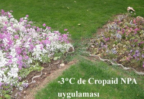 Soğuklara Karşı Cropaid NPA  Doğal Bitki Antifrizi (1000 gram) - 12