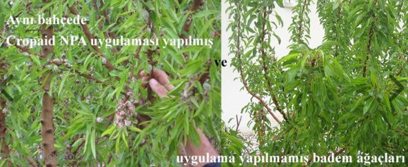 Soğuklara Karşı Cropaid NPA  Doğal Bitki Antifrizi (1000 gram) - 6