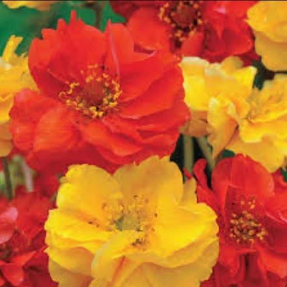 Soğuklara Dayanıklı Katmerli Mixed Geum Çiçeği Tohumu(20 tohum) - 8