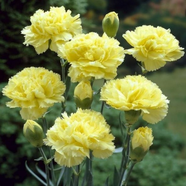 Chabaud Yellow Karanfil Çiçeği Tohumu(70 adet) - 2