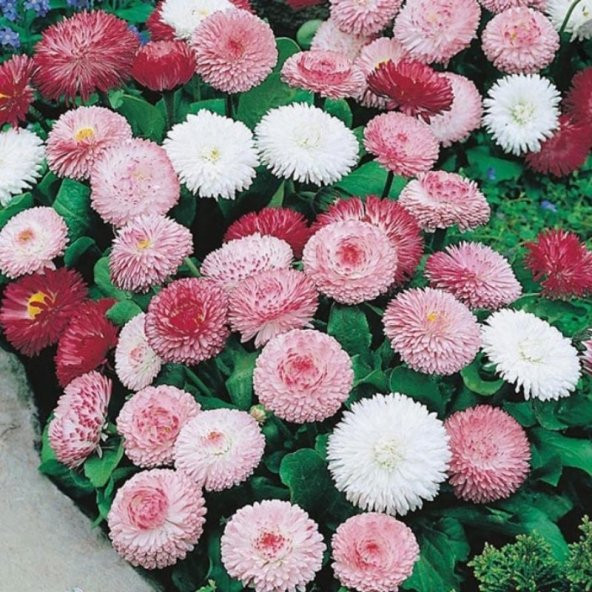 Bellis Perennis Beyaz Ponpon İngiliz Çayır Papatyası Çiçeği Tohumu(100 tohum) - 2