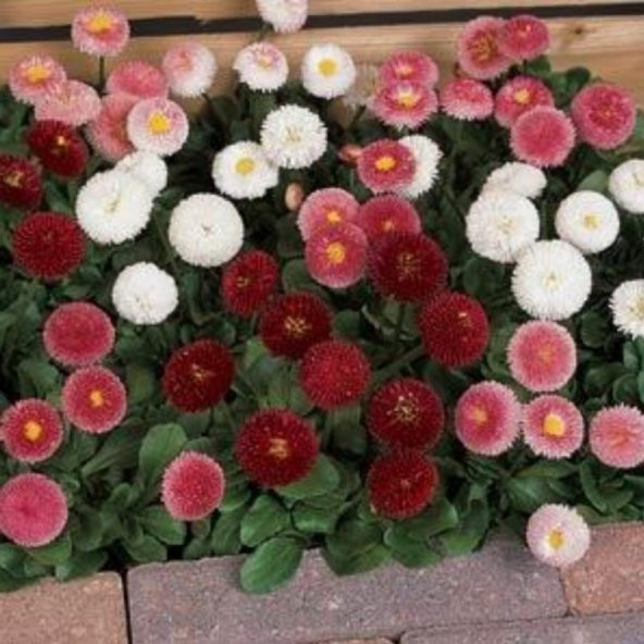 Bellis Perennis Beyaz Ponpon İngiliz Çayır Papatyası Çiçeği Tohumu(100 tohum) - 3