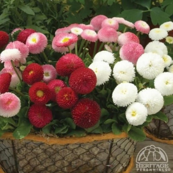 Bellis Perennis Beyaz Ponpon İngiliz Çayır Papatyası Çiçeği Tohumu(100 tohum) - 4