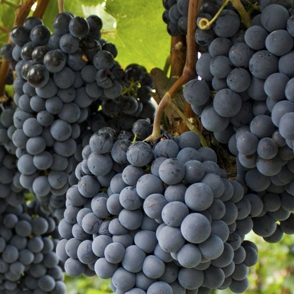 Tüplü Cabernet Sauvignon Üzüm(Asma-Bağ) Fidanı - 2