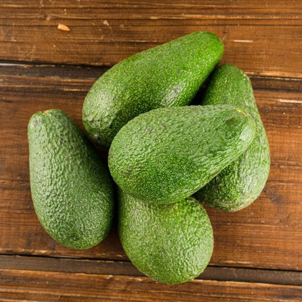 Tüplü Fuerte Avokado Fidanı - Resim 8