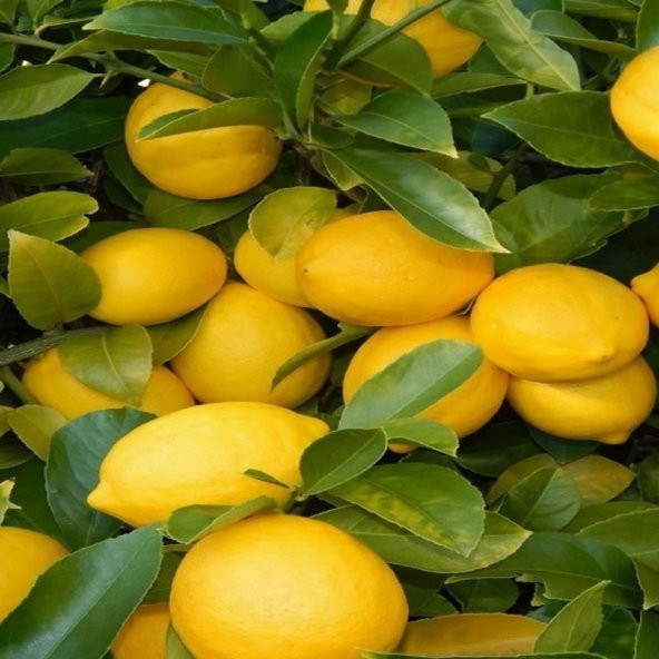 Tüplü Bodur Formda  Yediveren Limon Fidanı Ev İçin İdeal - 2