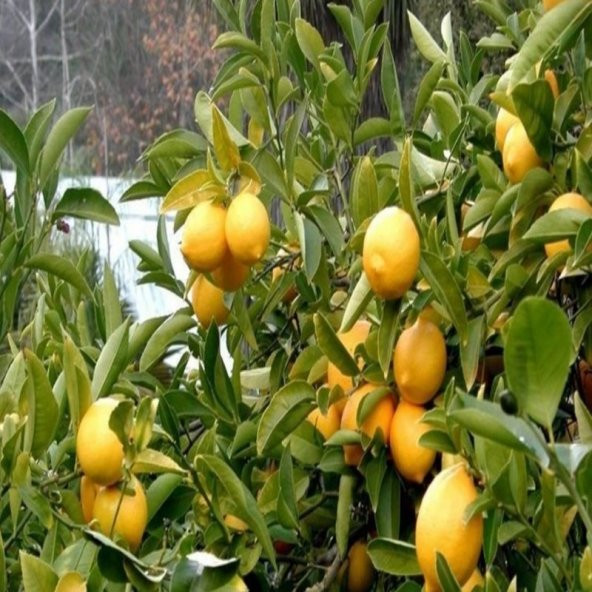 Tüplü Bodur Formda  Yediveren Limon Fidanı Ev İçin İdeal - 11