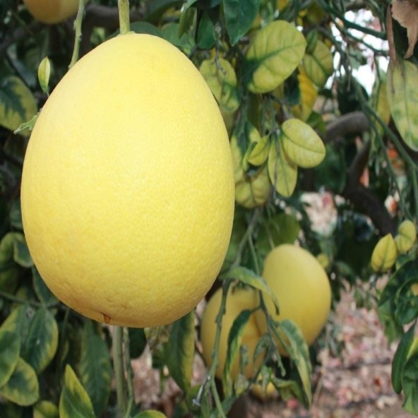 Tüplü Şadok Pomelo Ağacı Fidanı - 6