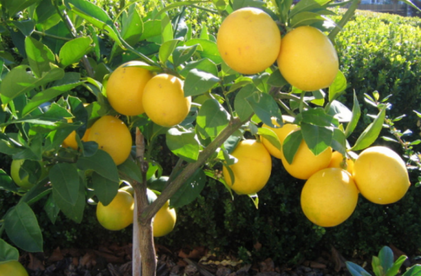 Tüplü Dev Meyveli Extra Jumbo Limon Fidanı - 7