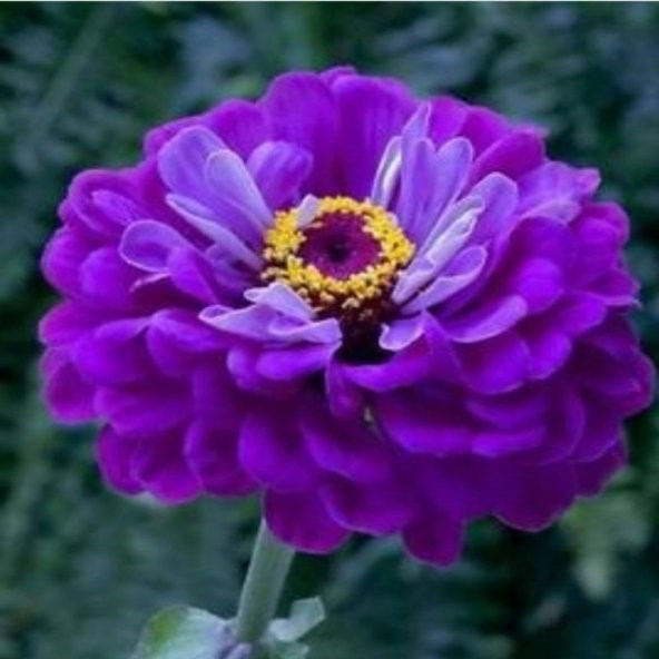 Super Yoga Elegans Purple Zinya Çiçeği Tohumu(40 tohum) - 9